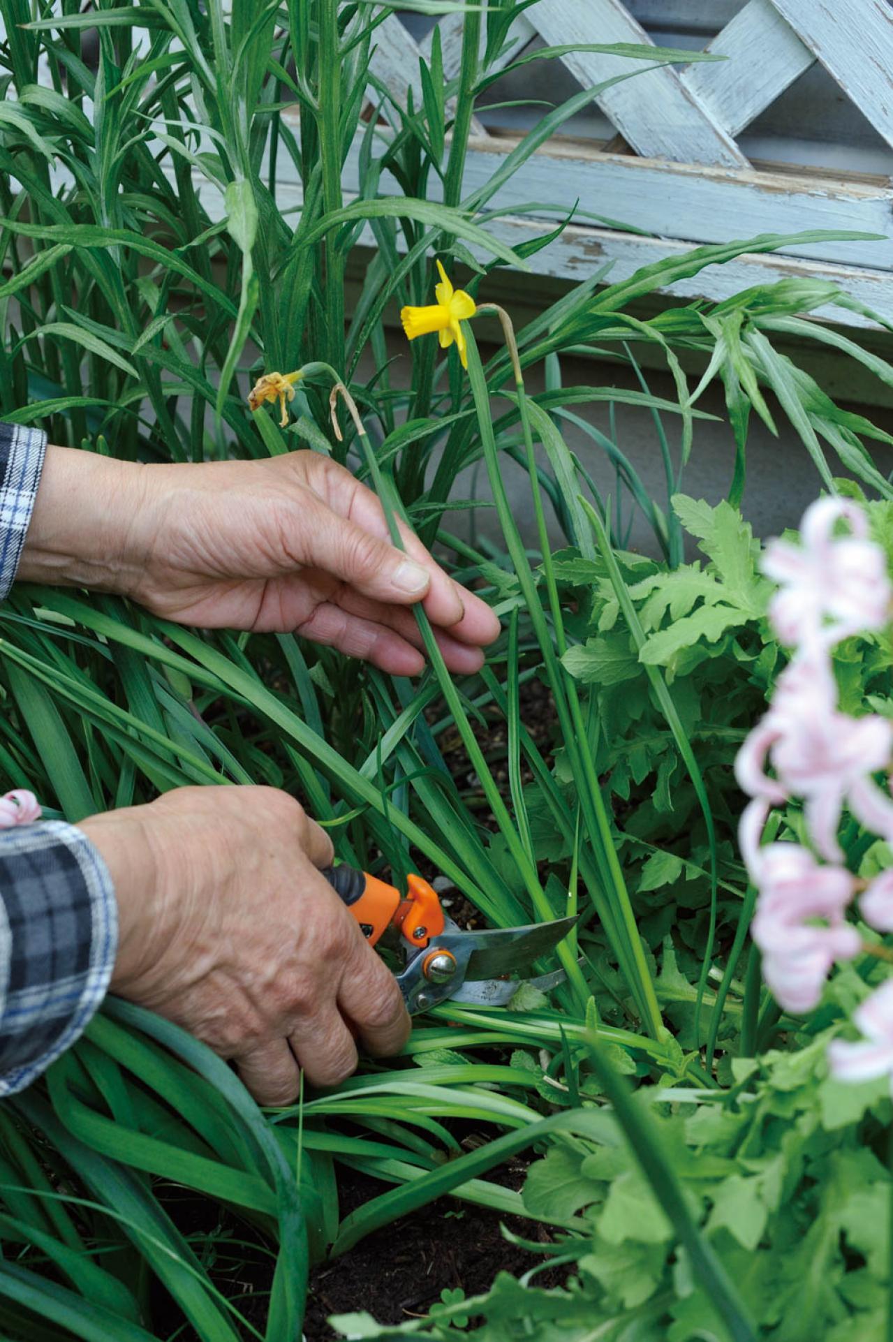 【ガーデニング】庭を美しくキープする春の作業「花がら摘み」「害虫予防」「つるの誘引」園芸家・青木純子さんがレクチャー（画像3）