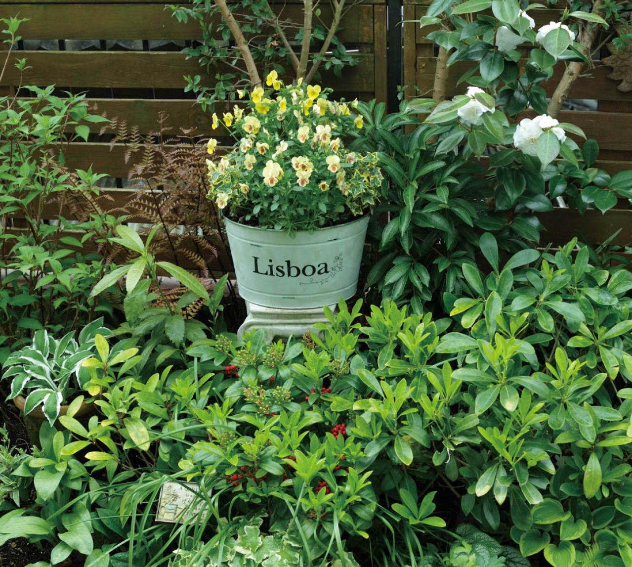 【ガーデニング】ローメンテナンスでOKな春の鉢植え5選｜園芸家・青木純子さんおすすめ（画像4）