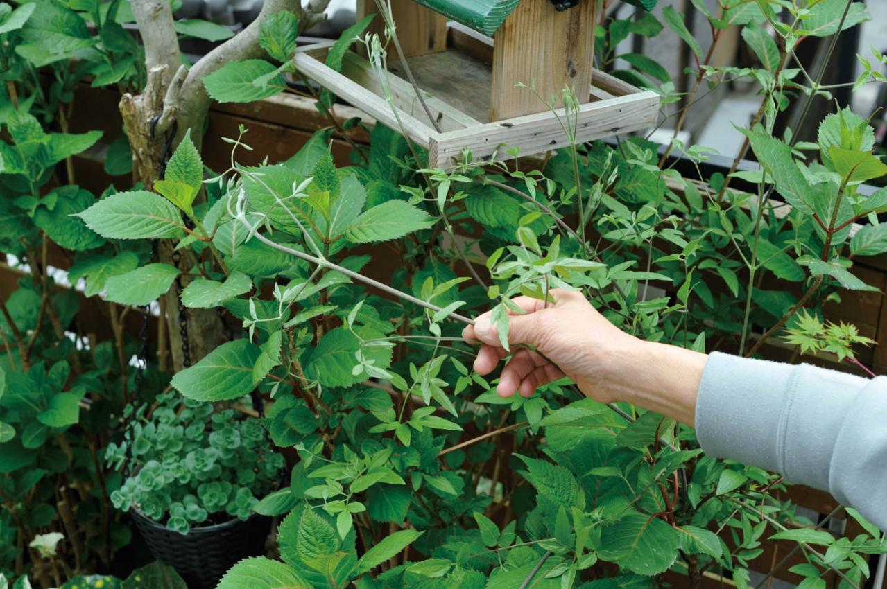 【ガーデニング】庭を美しくキープする春の作業「花がら摘み」「害虫予防」「つるの誘引」園芸家・青木純子さんがレクチャー（画像19）