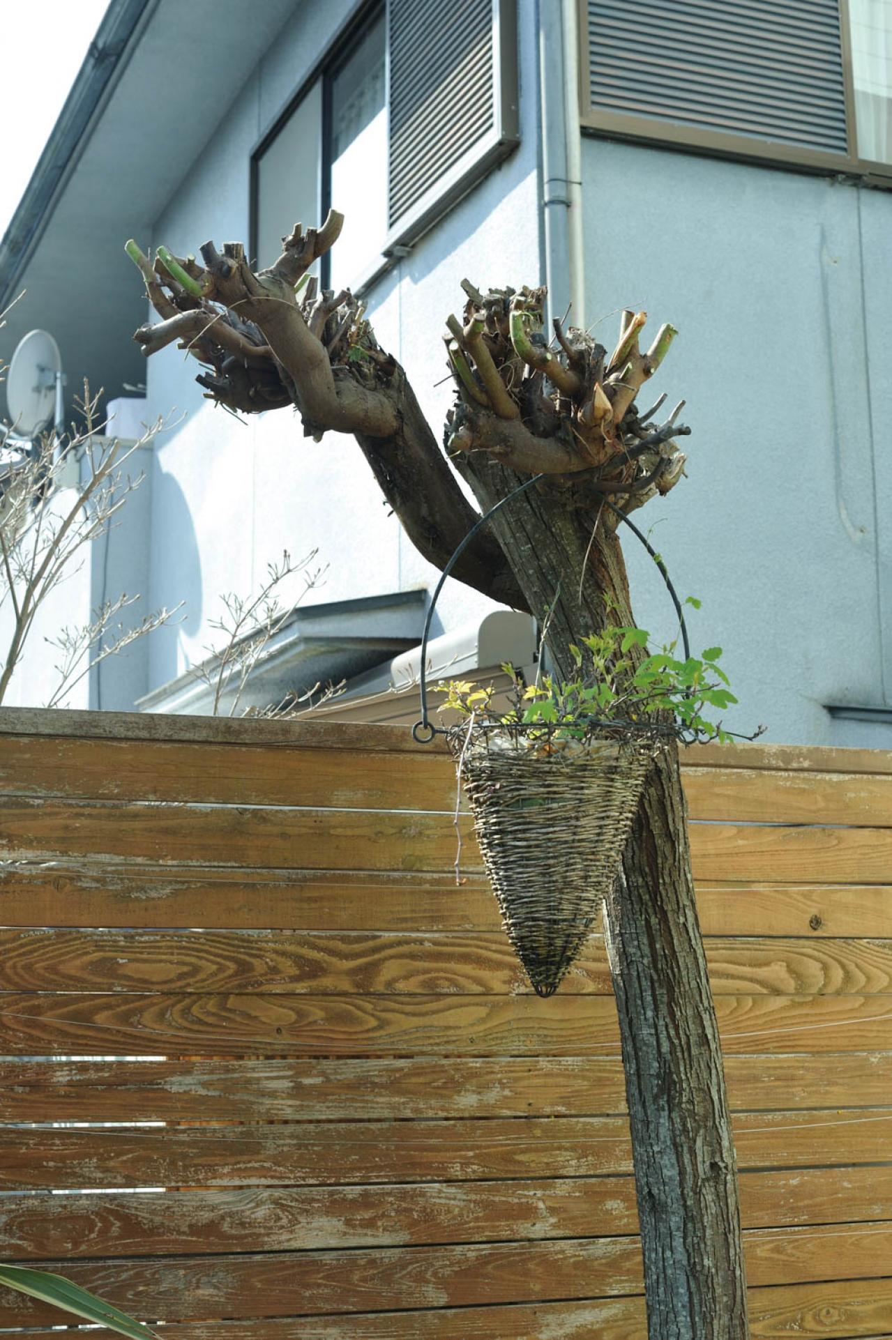 【ガーデニング】庭を美しくキープする春の作業「花がら摘み」「害虫予防」「つるの誘引」園芸家・青木純子さんがレクチャー（画像8）