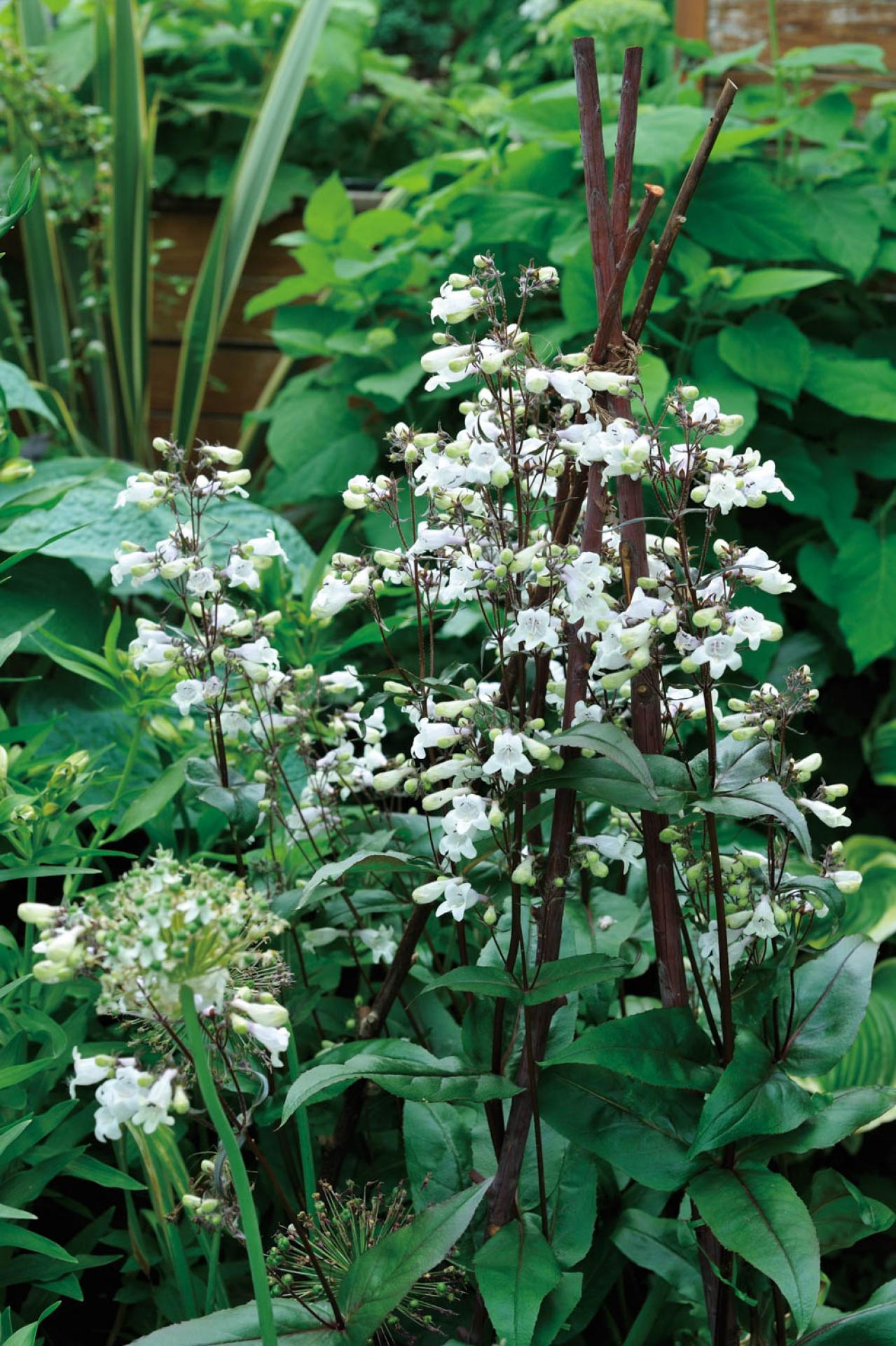 【ガーデニング】園芸家・青木純子さんの庭を美しくキープする春の作業「咲き終わった花の整理」「支柱立て」「鉢植えの夏越し準備」（画像14）