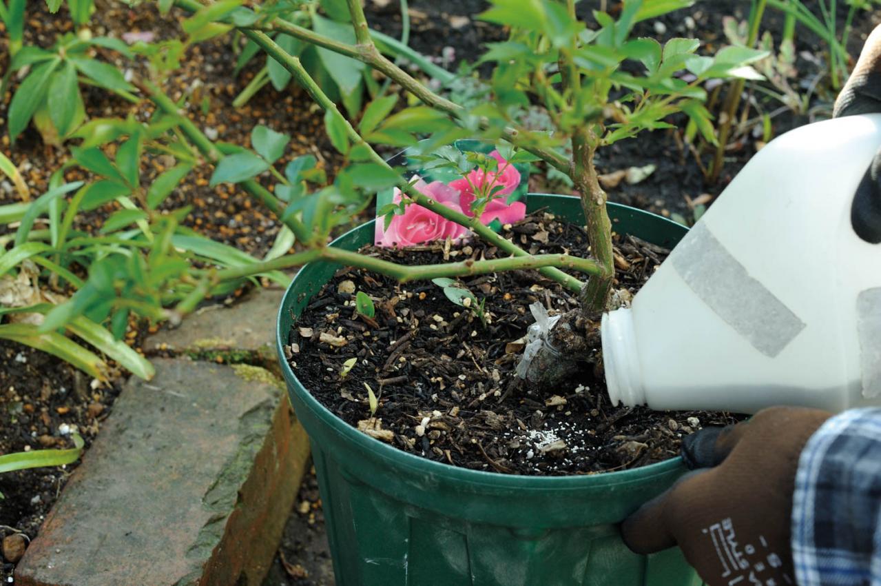 【ガーデニング】庭を美しくキープする春の作業「花がら摘み」「害虫予防」「つるの誘引」園芸家・青木純子さんがレクチャー（画像4）