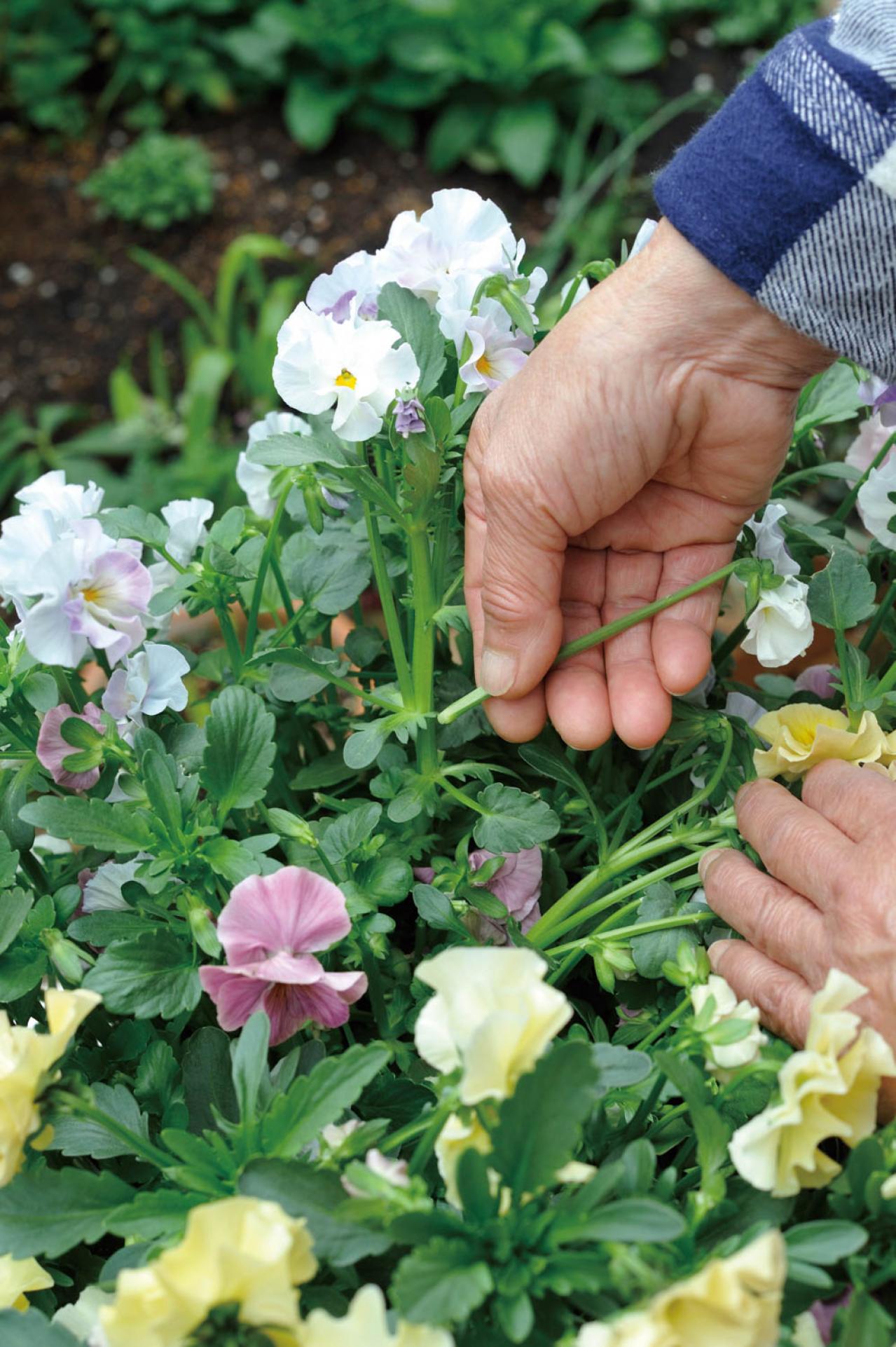 【ガーデニング】庭を美しくキープする春の作業「花がら摘み」「害虫予防」「つるの誘引」園芸家・青木純子さんがレクチャー（画像2）