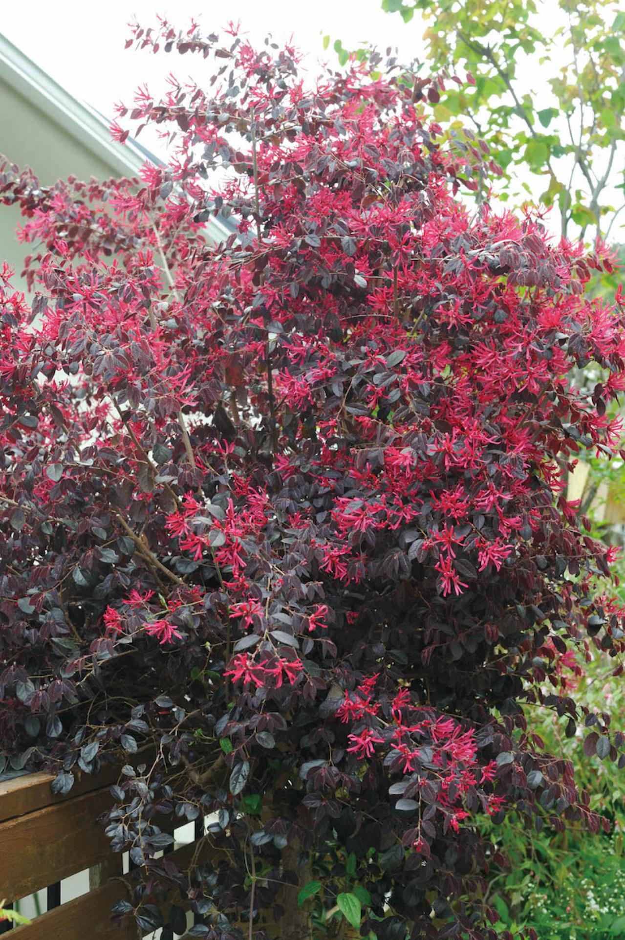 【ガーデニング】園芸家・青木純子さんの庭を美しくキープする春の作業「咲き終わった花の整理」「支柱立て」「鉢植えの夏越し準備」（画像6）