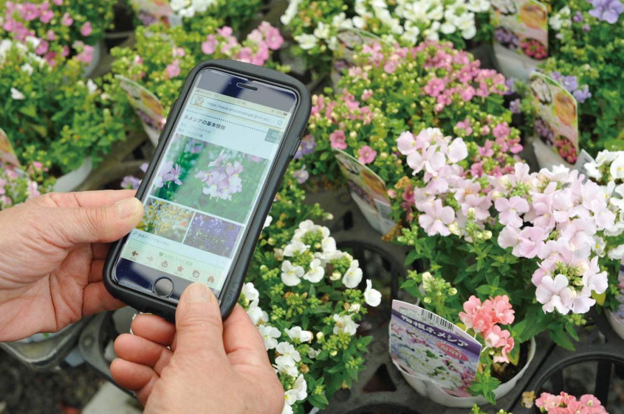 【ガーデニング】園芸家・青木純子さんの庭を美しくキープする春の作業「咲き終わった花の整理」「支柱立て」「鉢植えの夏越し準備」（画像5）