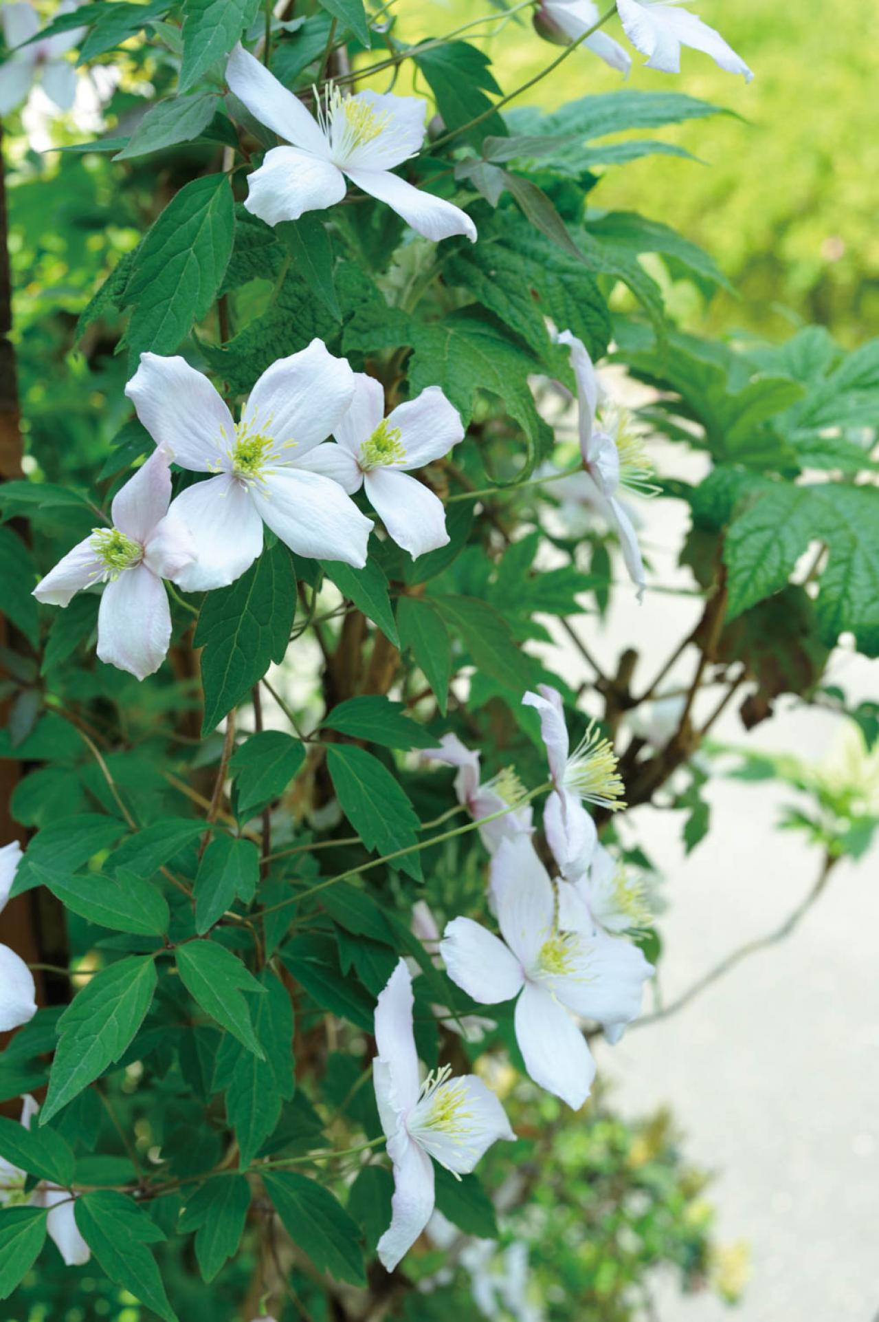 【ガーデニング】ローメンテナンスでも美しい！園芸家・青木純子さんの春の庭を拝見（画像7）