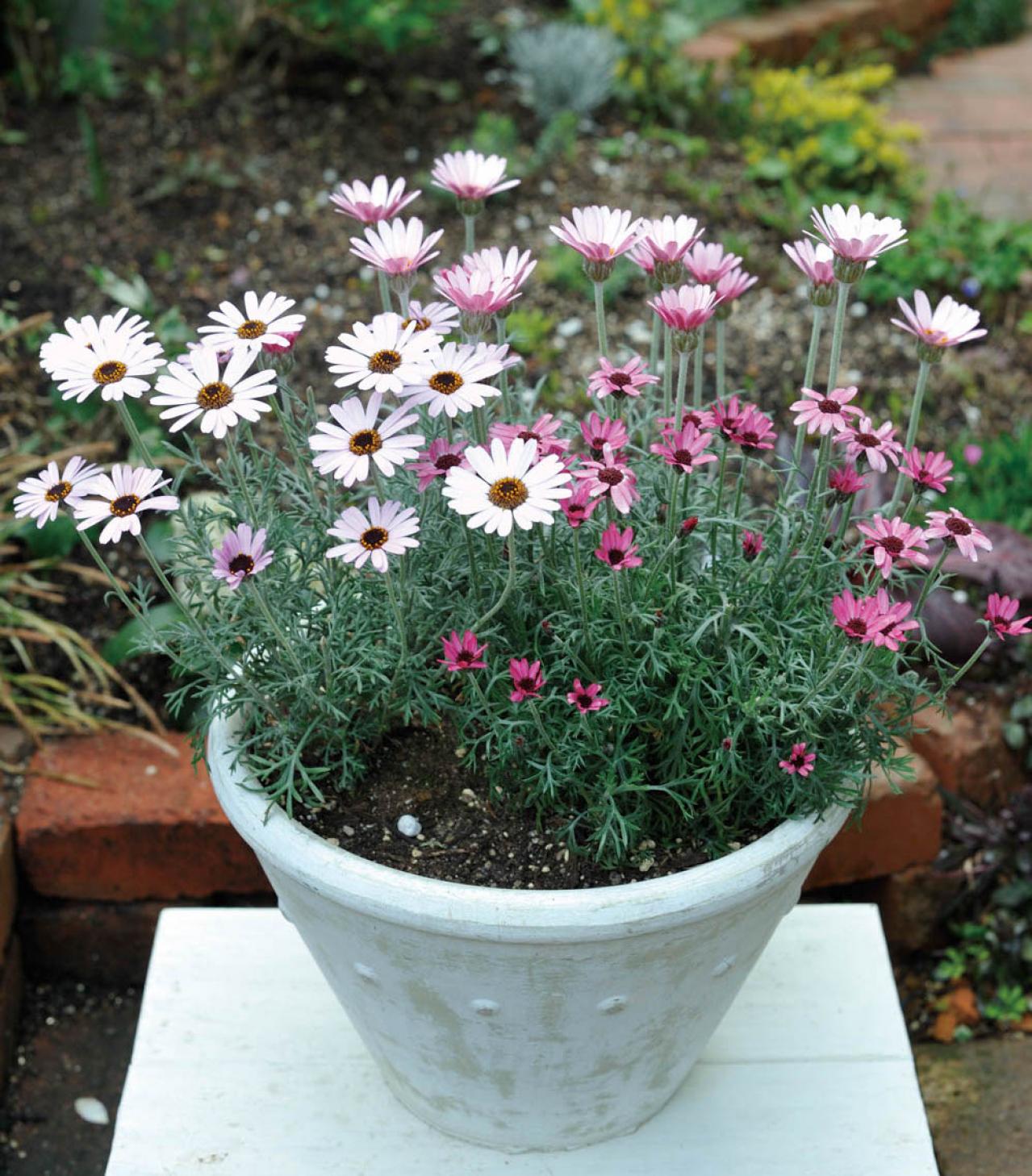 【ガーデニング】ローメンテナンスでOKな春の鉢植え5選｜園芸家・青木純子さんおすすめ（画像5）