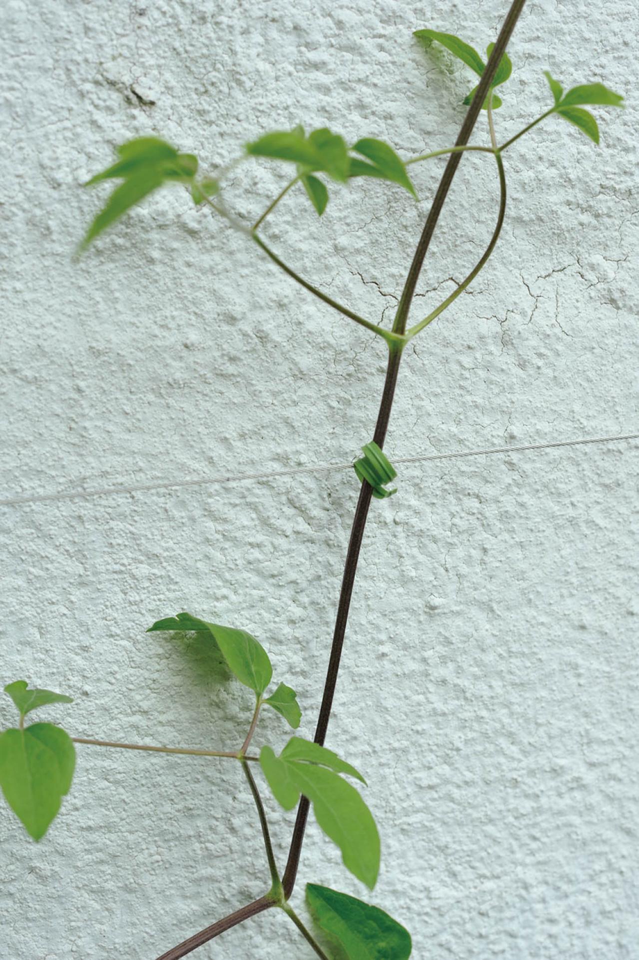 【ガーデニング】庭を美しくキープする春の作業「花がら摘み」「害虫予防」「つるの誘引」園芸家・青木純子さんがレクチャー（画像15）