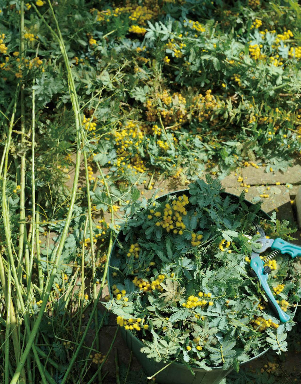 【ガーデニング】庭を美しくキープする春の作業「花がら摘み」「害虫予防」「つるの誘引」園芸家・青木純子さんがレクチャー（画像9）