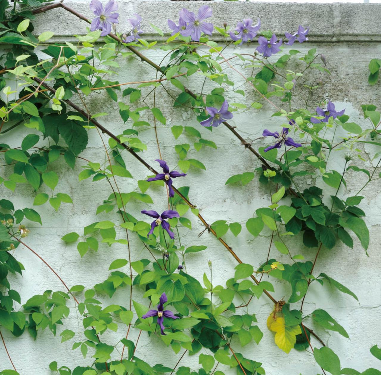 【ガーデニング】庭を美しくキープする春の作業「花がら摘み」「害虫予防」「つるの誘引」園芸家・青木純子さんがレクチャー（画像18）