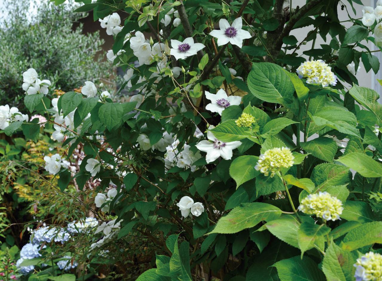 【ガーデニング】庭を美しくキープする春の作業「花がら摘み」「害虫予防」「つるの誘引」園芸家・青木純子さんがレクチャー（画像21）