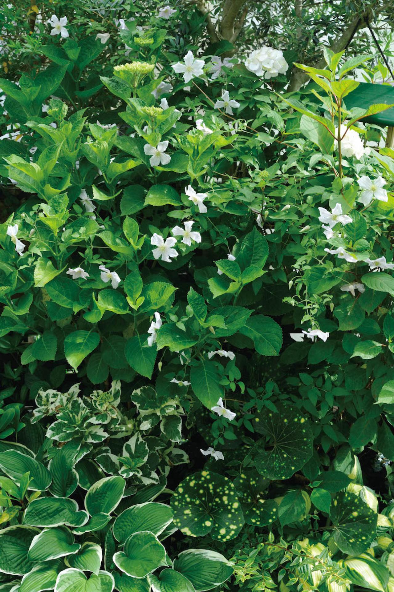 【ガーデニング】庭を美しくキープする春の作業「花がら摘み」「害虫予防」「つるの誘引」園芸家・青木純子さんがレクチャー（画像20）