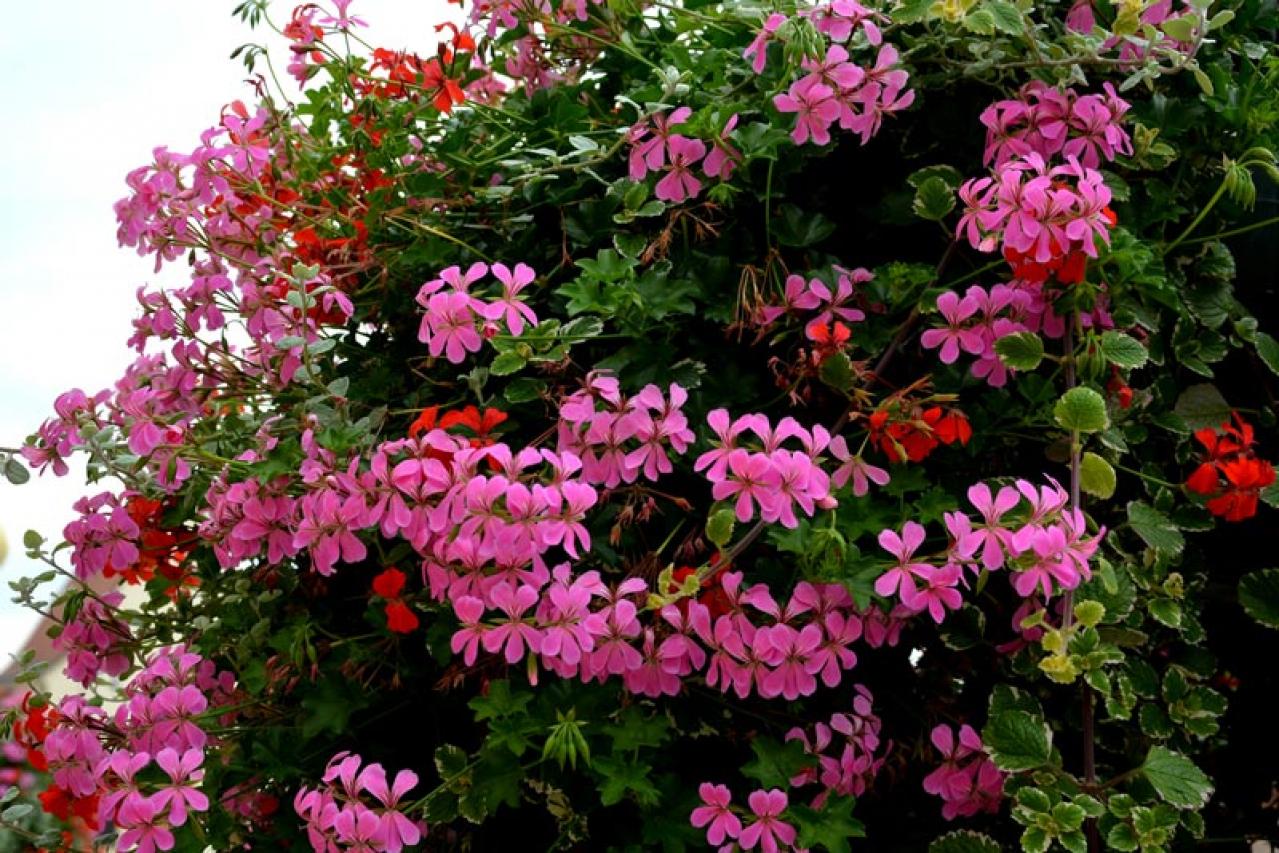 【ガーデニング】初春から初冬まで長く咲く！ゼラニウムで“絵になる窓辺”づくり［多年草］（画像13）