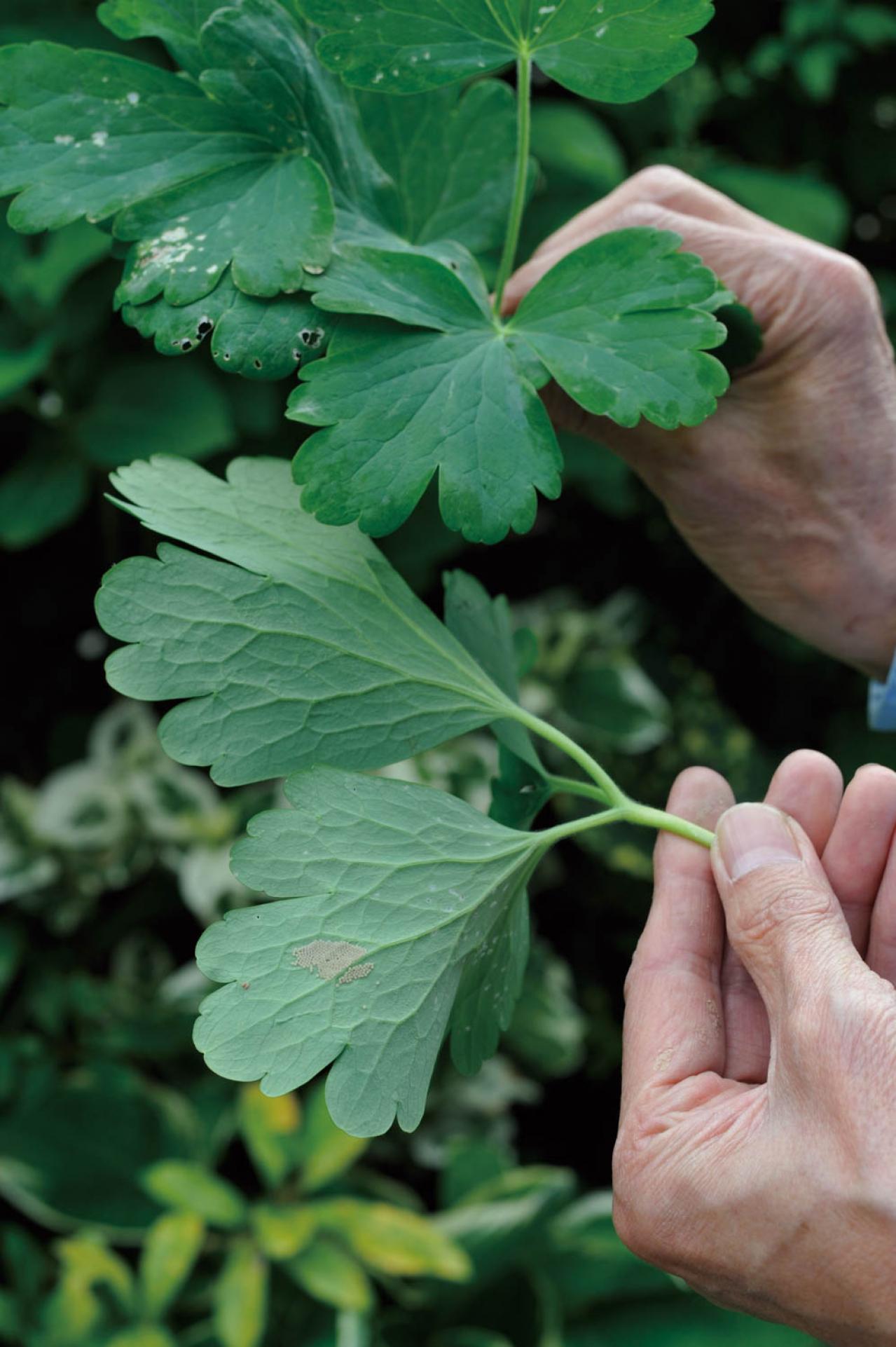 【ガーデニング】庭を美しくキープする春の作業「花がら摘み」「害虫予防」「つるの誘引」園芸家・青木純子さんがレクチャー（画像6）