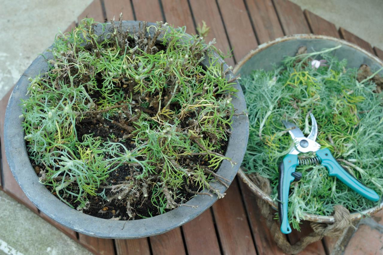 【ガーデニング】園芸家・青木純子さんの庭を美しくキープする春の作業「咲き終わった花の整理」「支柱立て」「鉢植えの夏越し準備」（画像18）