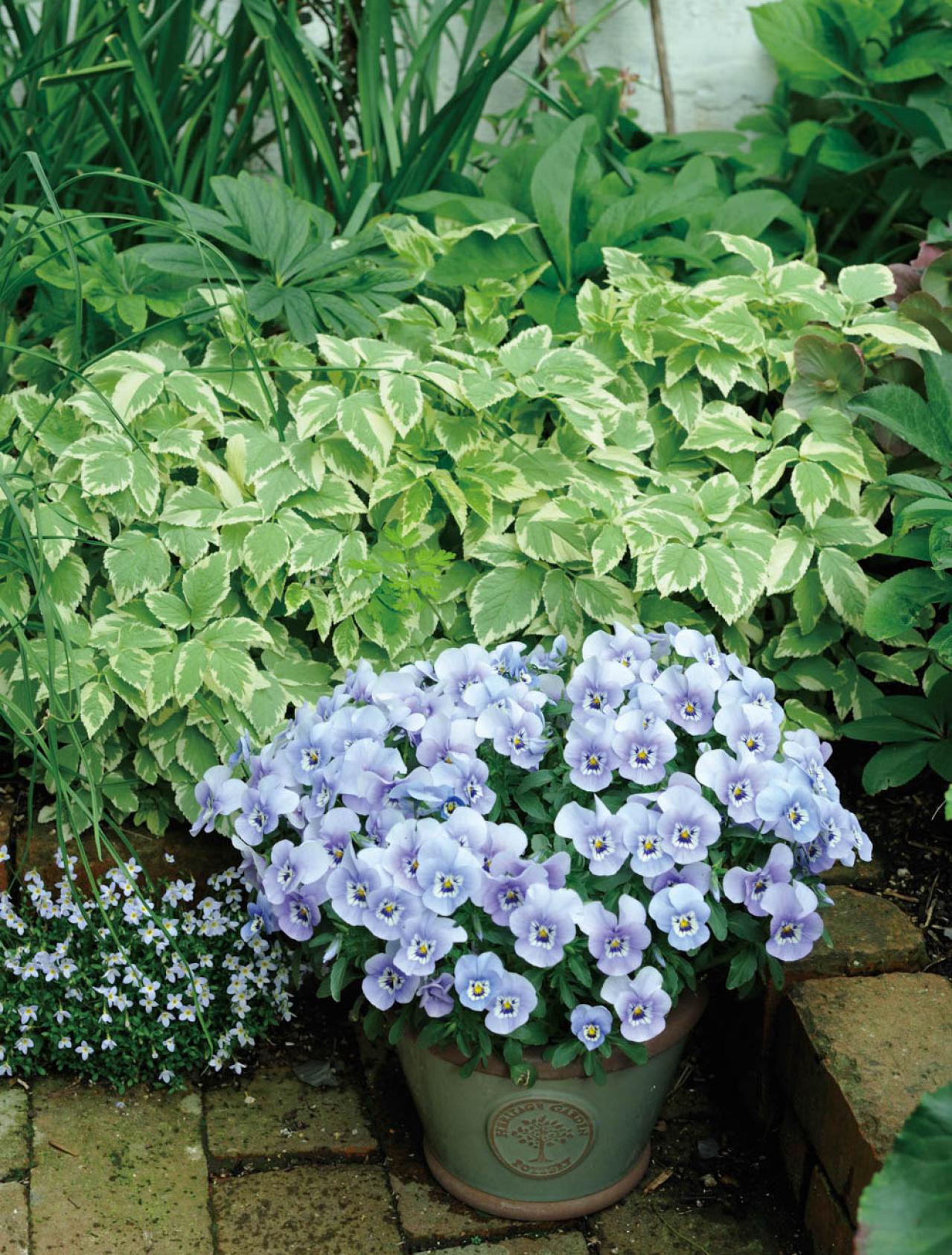 【ガーデニング】ローメンテナンスでOKな春の鉢植え5選｜園芸家・青木純子さんおすすめ（画像3）