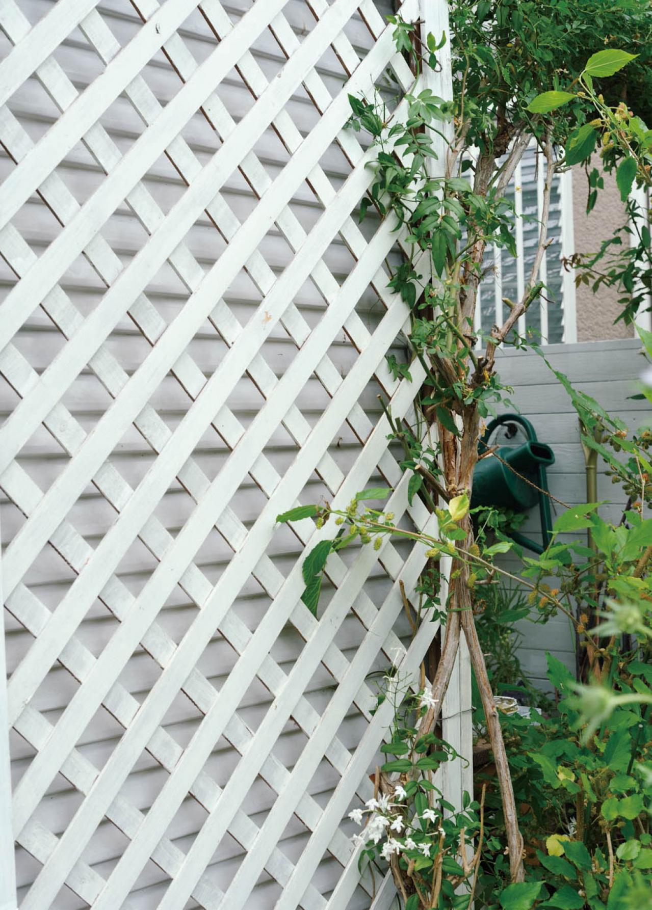 【ガーデニング】園芸家・青木純子さんの庭を美しくキープする春の作業「咲き終わった花の整理」「支柱立て」「鉢植えの夏越し準備」（画像9）