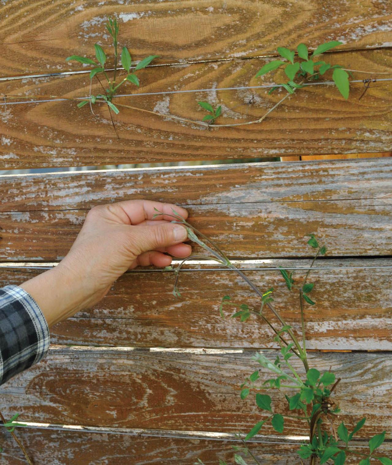 【ガーデニング】庭を美しくキープする春の作業「花がら摘み」「害虫予防」「つるの誘引」園芸家・青木純子さんがレクチャー（画像13）