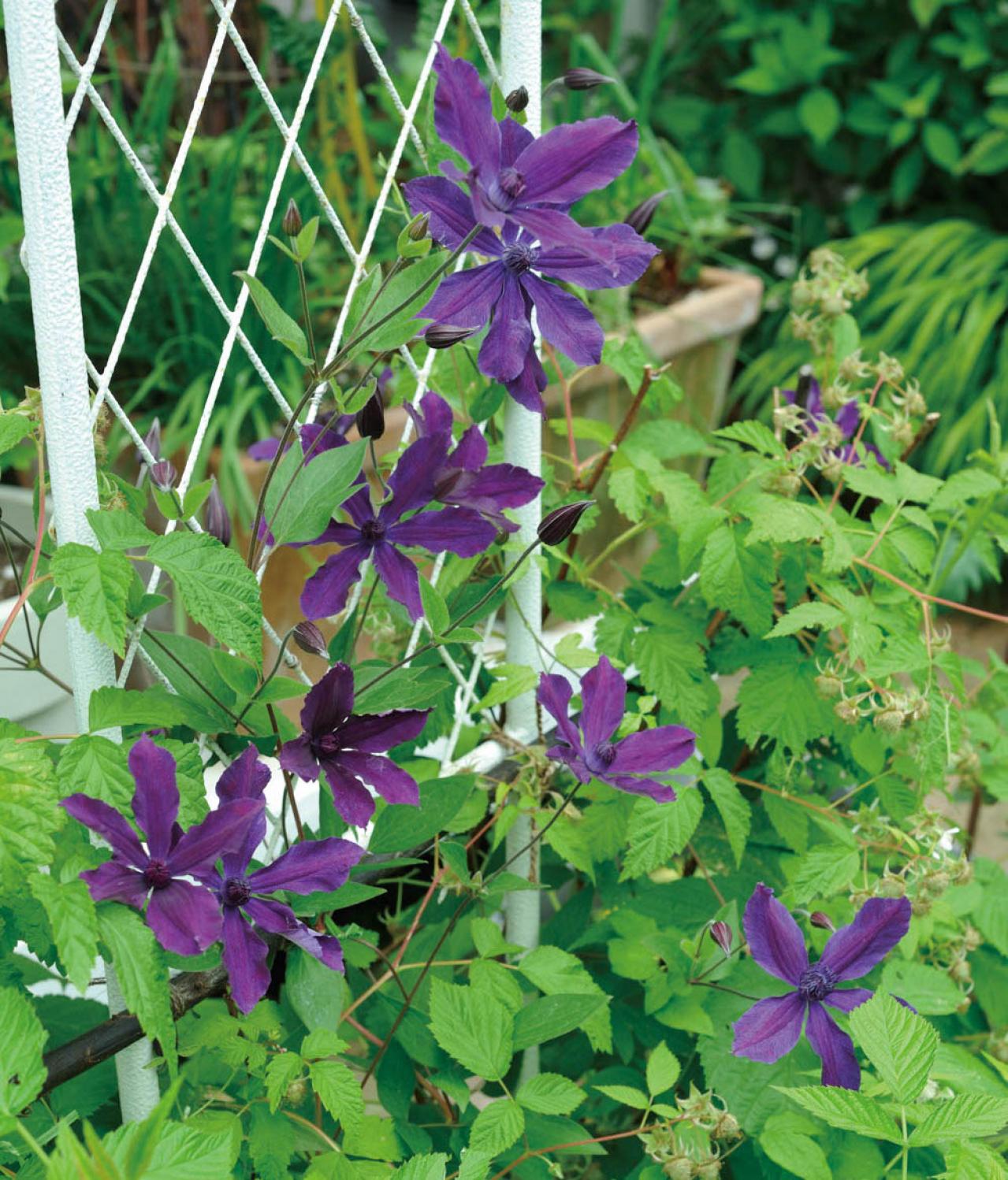 【ガーデニング】庭を美しくキープする春の作業「花がら摘み」「害虫予防」「つるの誘引」園芸家・青木純子さんがレクチャー（画像22）