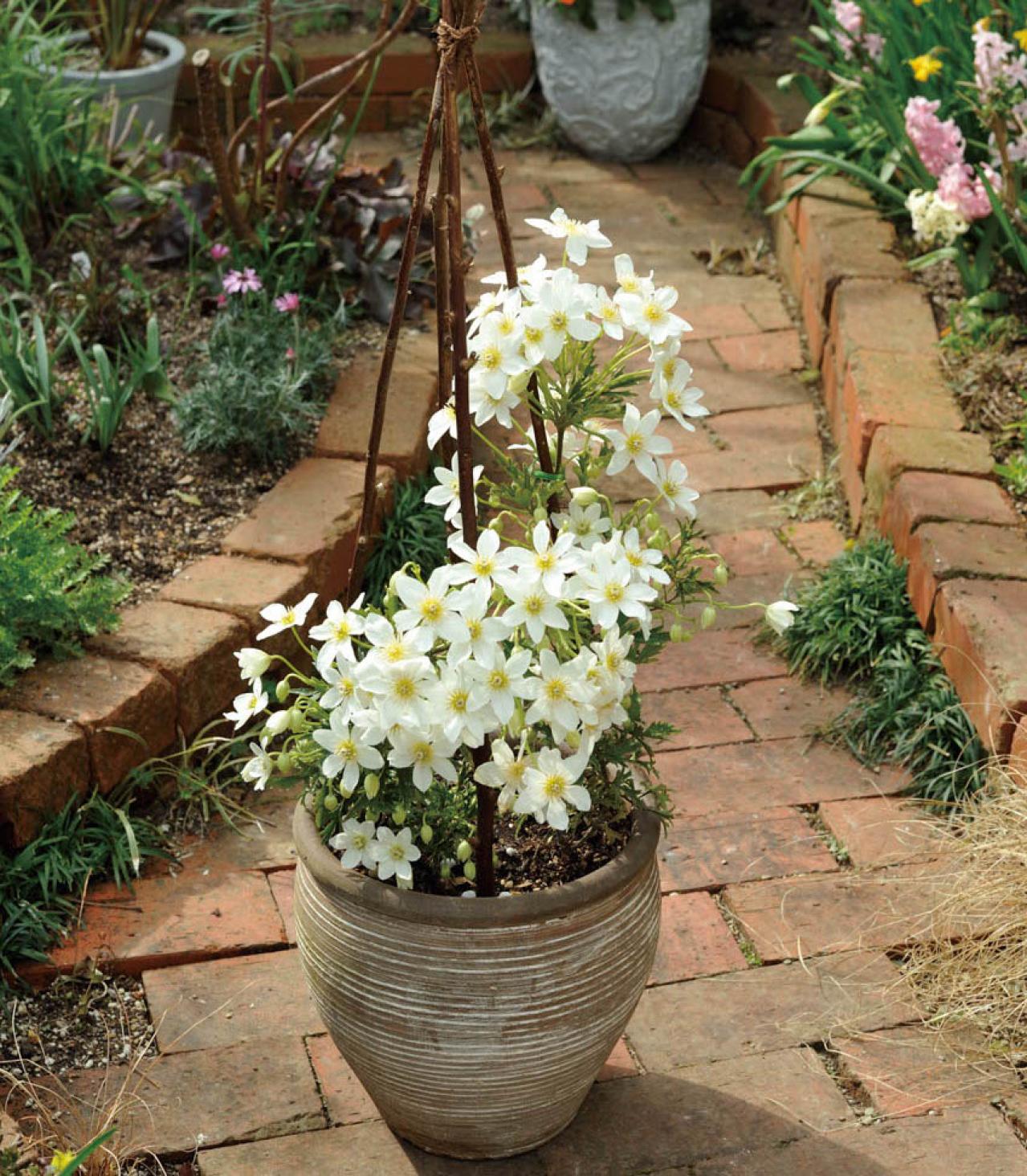 【ガーデニング】ローメンテナンスでOKな春の鉢植え5選｜園芸家・青木純子さんおすすめ（画像9）