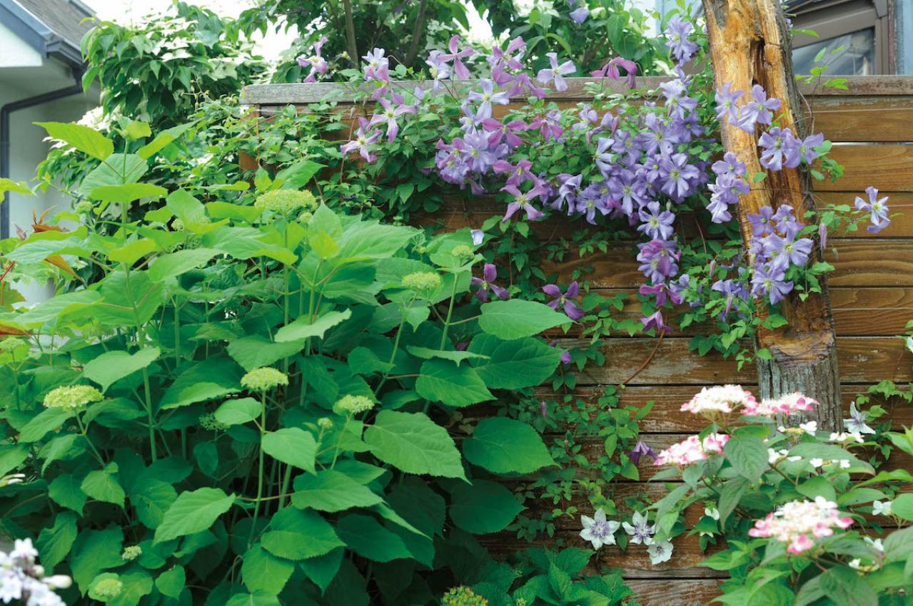 【ガーデニング】庭を美しくキープする春の作業「花がら摘み」「害虫予防」「つるの誘引」園芸家・青木純子さんがレクチャー