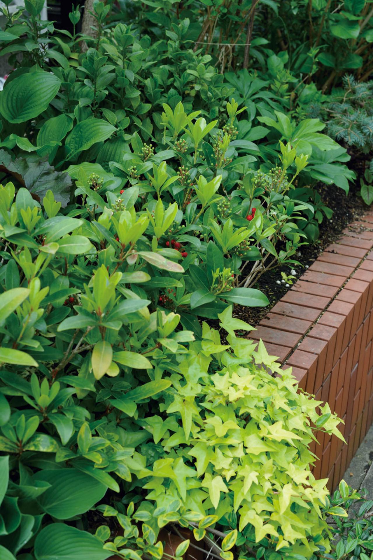 【ガーデニング】ローメンテナンスでも美しい！園芸家・青木純子さんの春の庭を拝見（画像6）