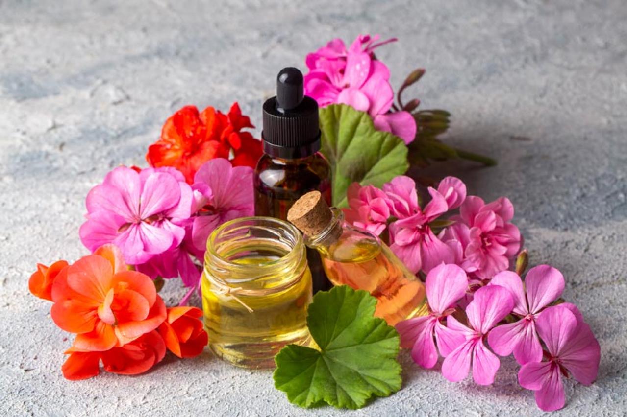 【ガーデニング】早春から初冬まで繰り返し咲く！ゼラニウムで窓辺を飾ろう【多年草】（画像9）