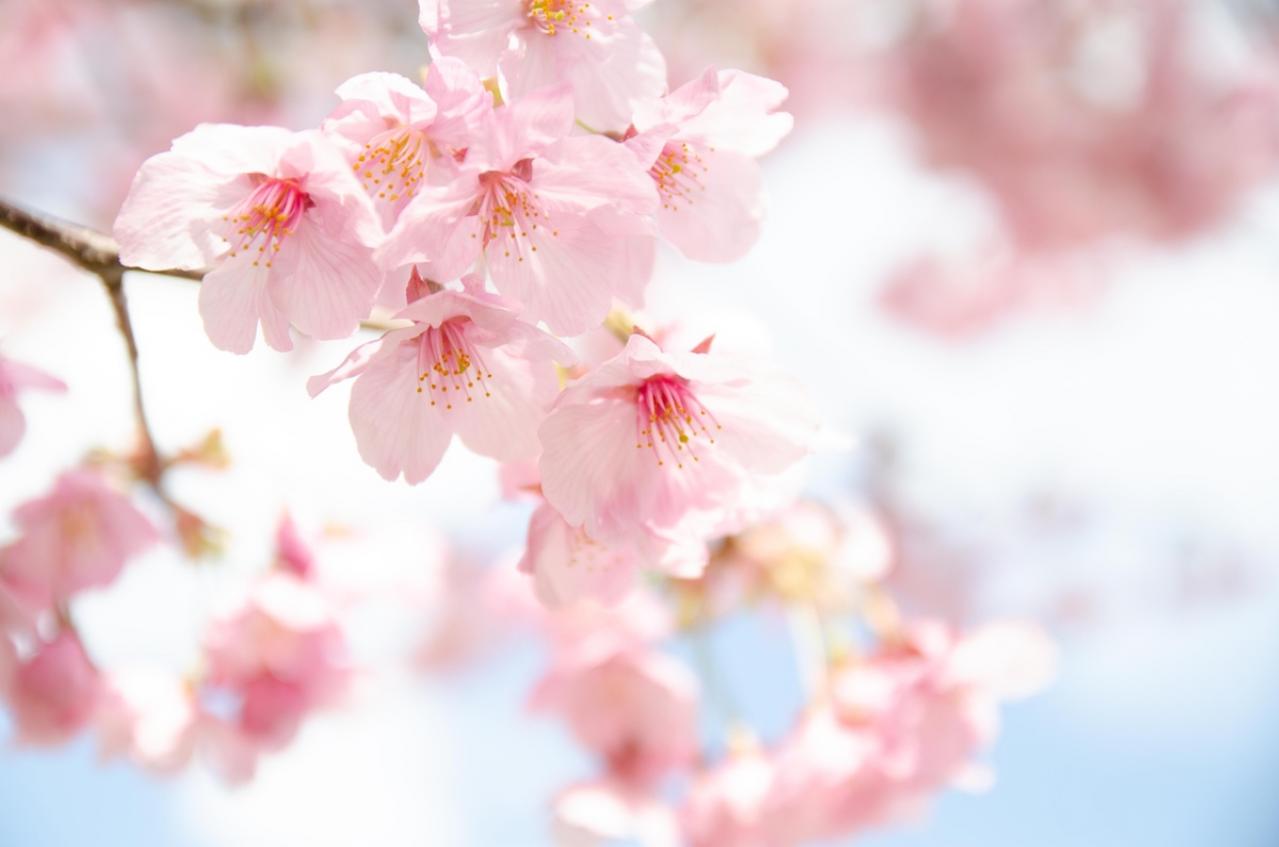 4月13日の花とは？【366日の誕生花と幸せの花言葉】