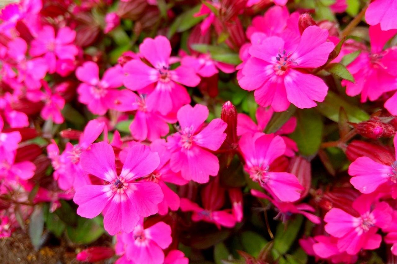 4月16日の花とは？【366日の誕生花と幸せの花言葉】