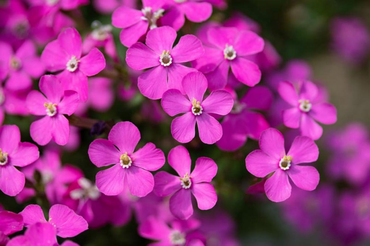 【ガーデニング】春に咲かせる愛らしいピンクの花10選（画像11）