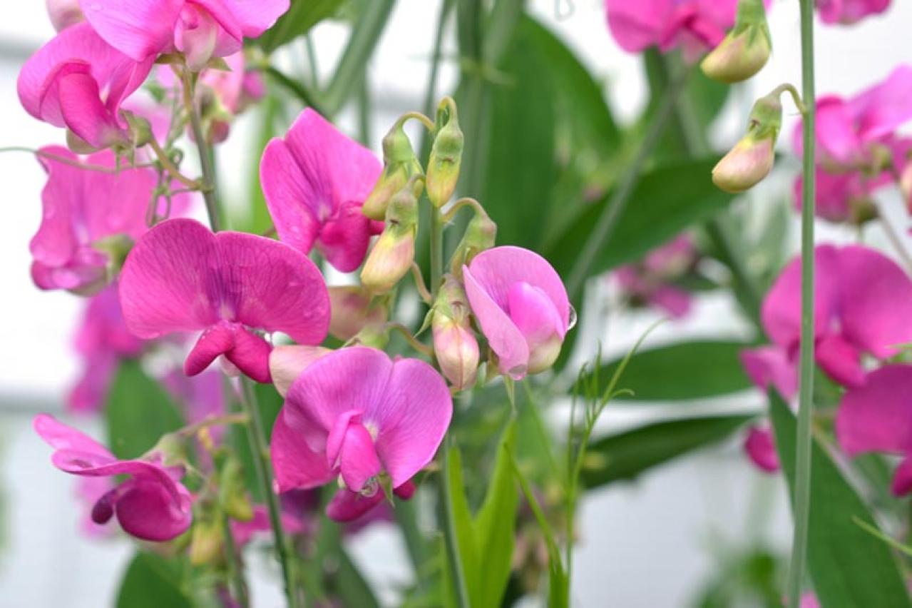 【ガーデニング】春に咲かせる愛らしいピンクの花10選（画像14）