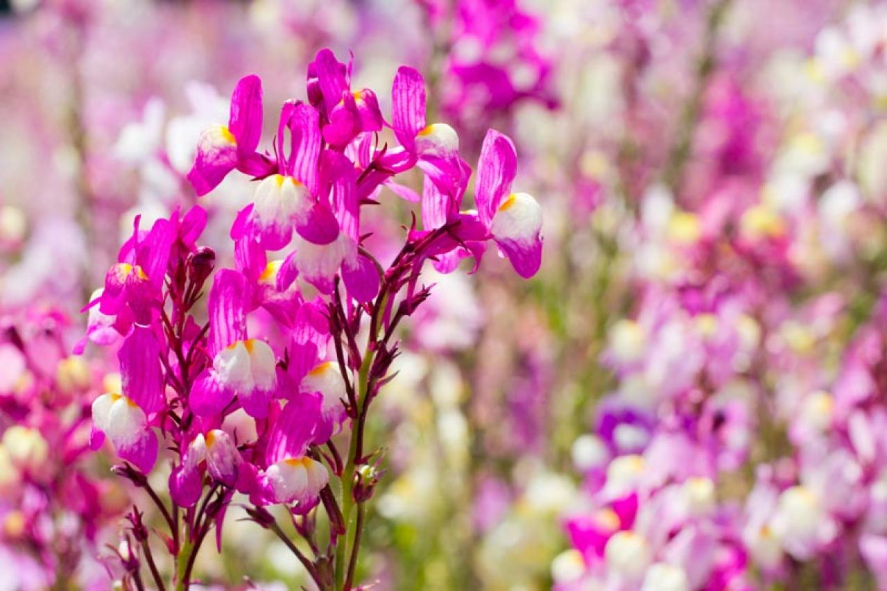 【ガーデニング】春に咲かせる愛らしいピンクの花10選（画像10）