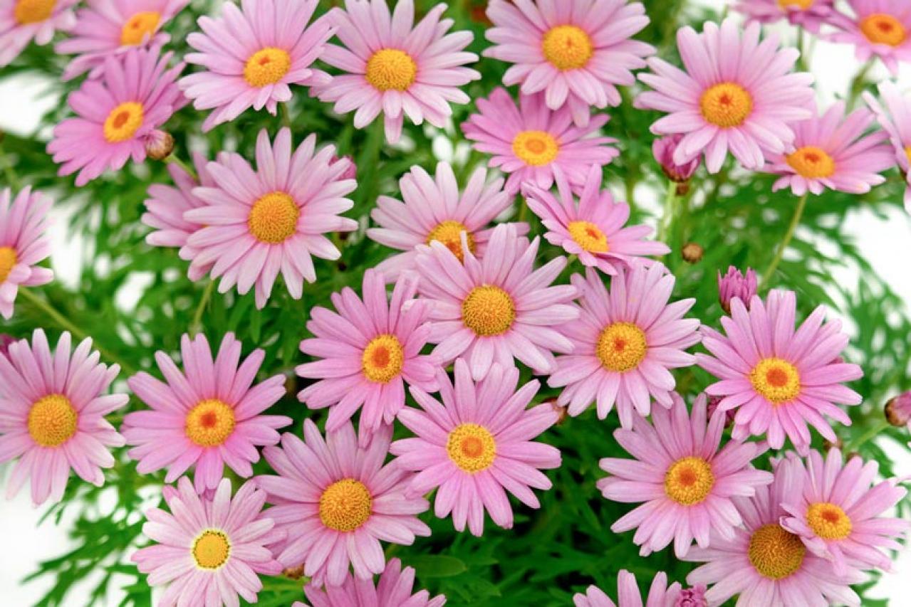 【ガーデニング】春に咲かせる愛らしいピンクの花10選（画像9）