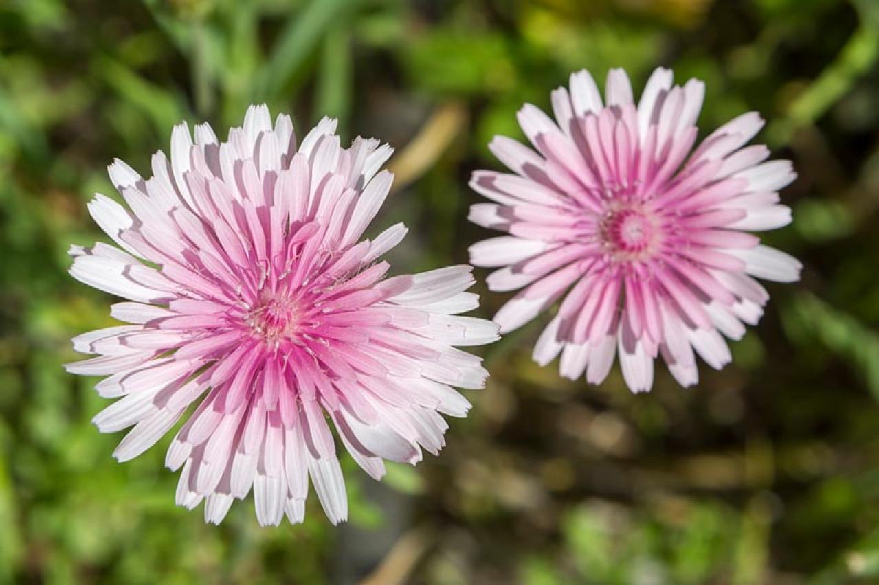  【ガーデニング】春の庭を彩る、愛らしいピンクの花［10選］（画像4）