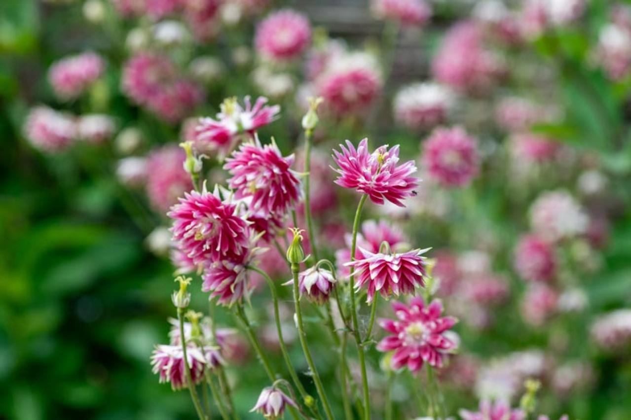 【ガーデニング】春に咲かせる愛らしいピンクの花10選（画像13）