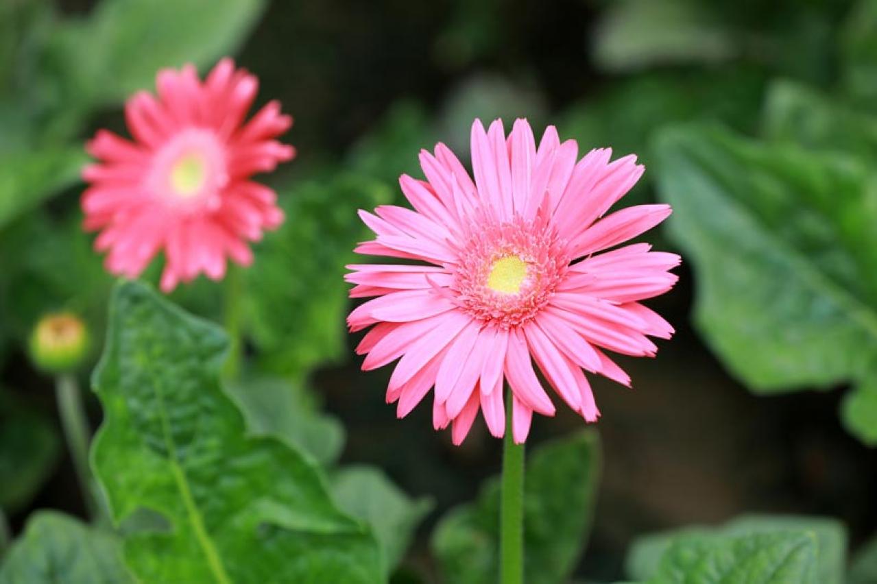  【ガーデニング】春の庭を彩る、愛らしいピンクの花［10選］（画像6）