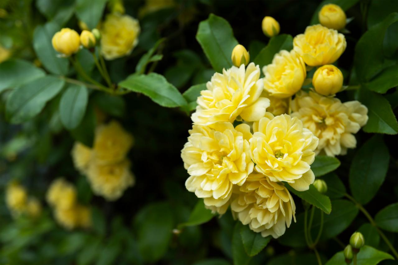 4月30日の花とは？【366日の誕生花と幸せの花言葉】