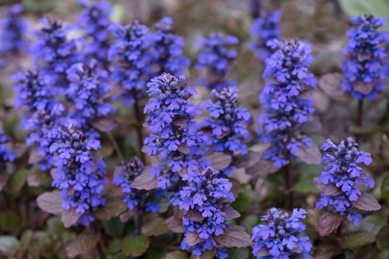 4月26日の花とは？【366日の誕生花と幸せの花言葉】