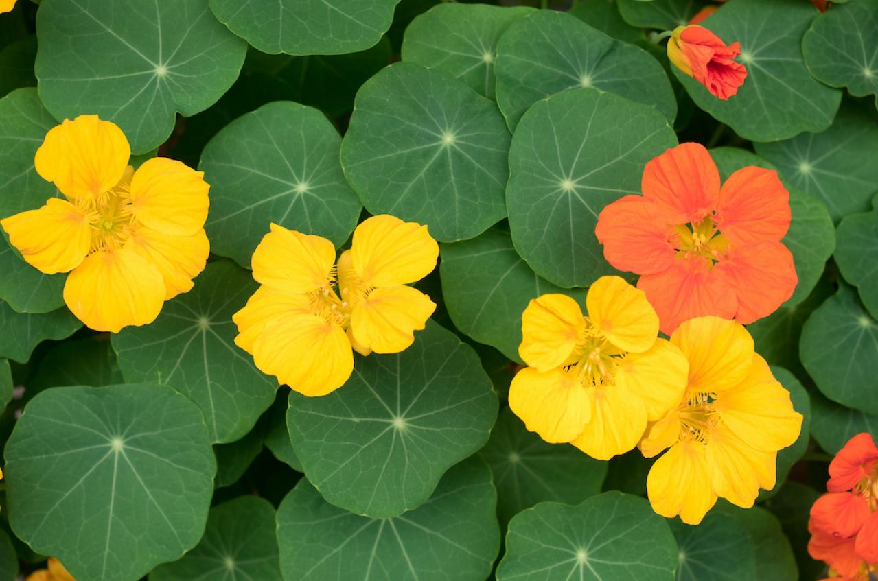 【ガーデニング】育てて楽しいハーブ【ナスタチウム】の栽培方法と活用アイデア2選