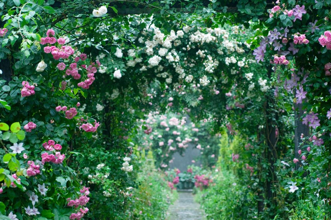 【ガーデニング】バラ苗の植え付けと、開花前の作業ポイント／4月は新苗の植え付けの適期！（画像4）