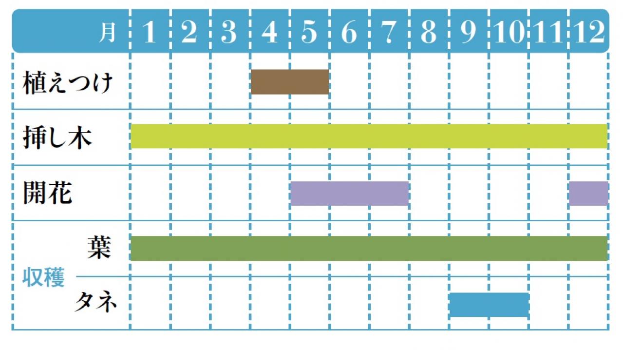【ガーデニング】育てて楽しいハーブ【マートル】の栽培方法と活用アイデア2選（画像2）