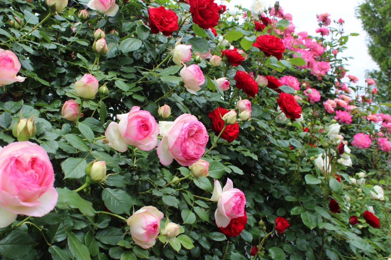 【ガーデニング】バラ苗の植え付けと、開花前の作業ポイント／4月は新苗の植え付けの適期！