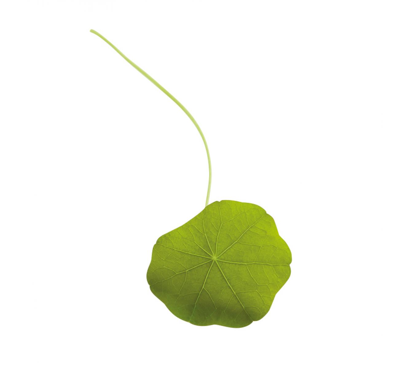 【ガーデニング】育てて楽しいハーブ【ナスタチウム】の栽培方法と活用アイデア2選（画像3）