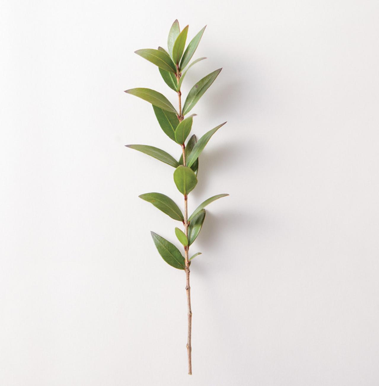 【ガーデニング】育てて楽しいハーブ【マートル】の栽培方法と活用アイデア2選（画像3）