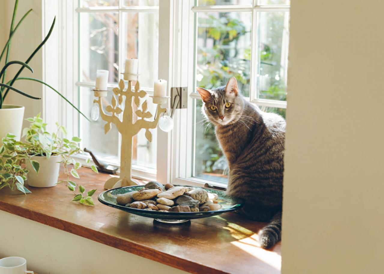 【リフォーム実例】60代からの住まいの整え方　刺繍デザイナー 青木和子さんのキッチン・リビング・洗面室【後編】（画像16）