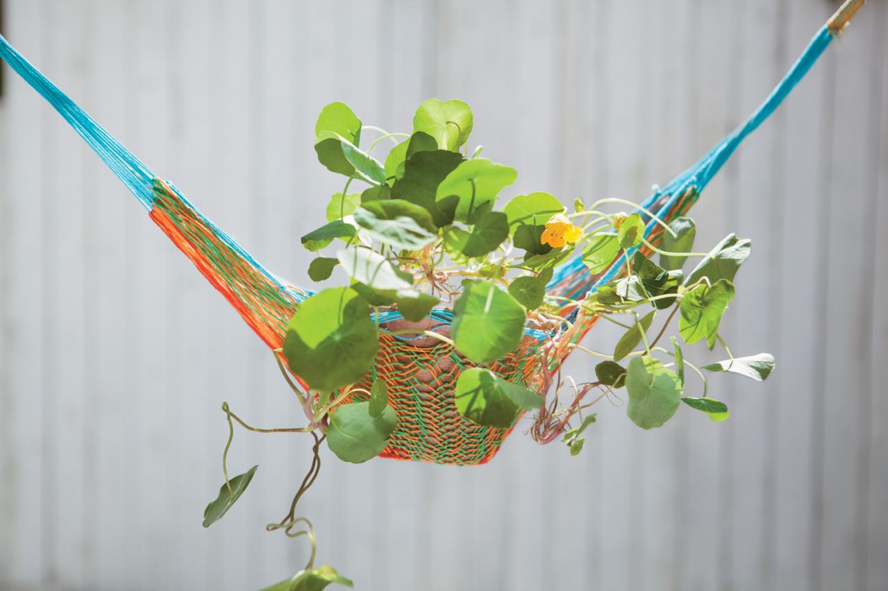 【ガーデニング】育てて楽しいハーブ【ナスタチウム】の栽培方法と活用アイデア2選（画像4）