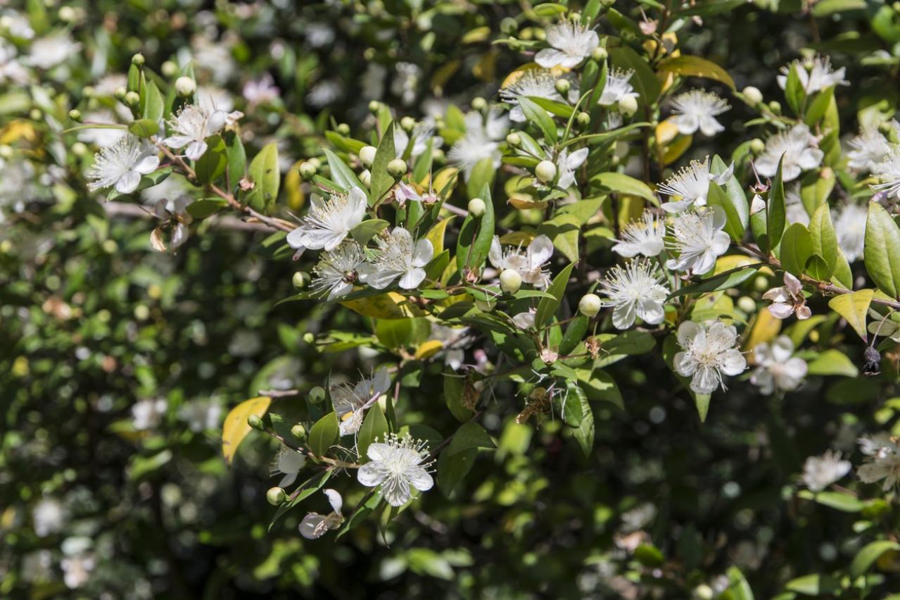 【ガーデニング】育てて楽しいハーブ【マートル】の栽培方法と活用アイデア2選