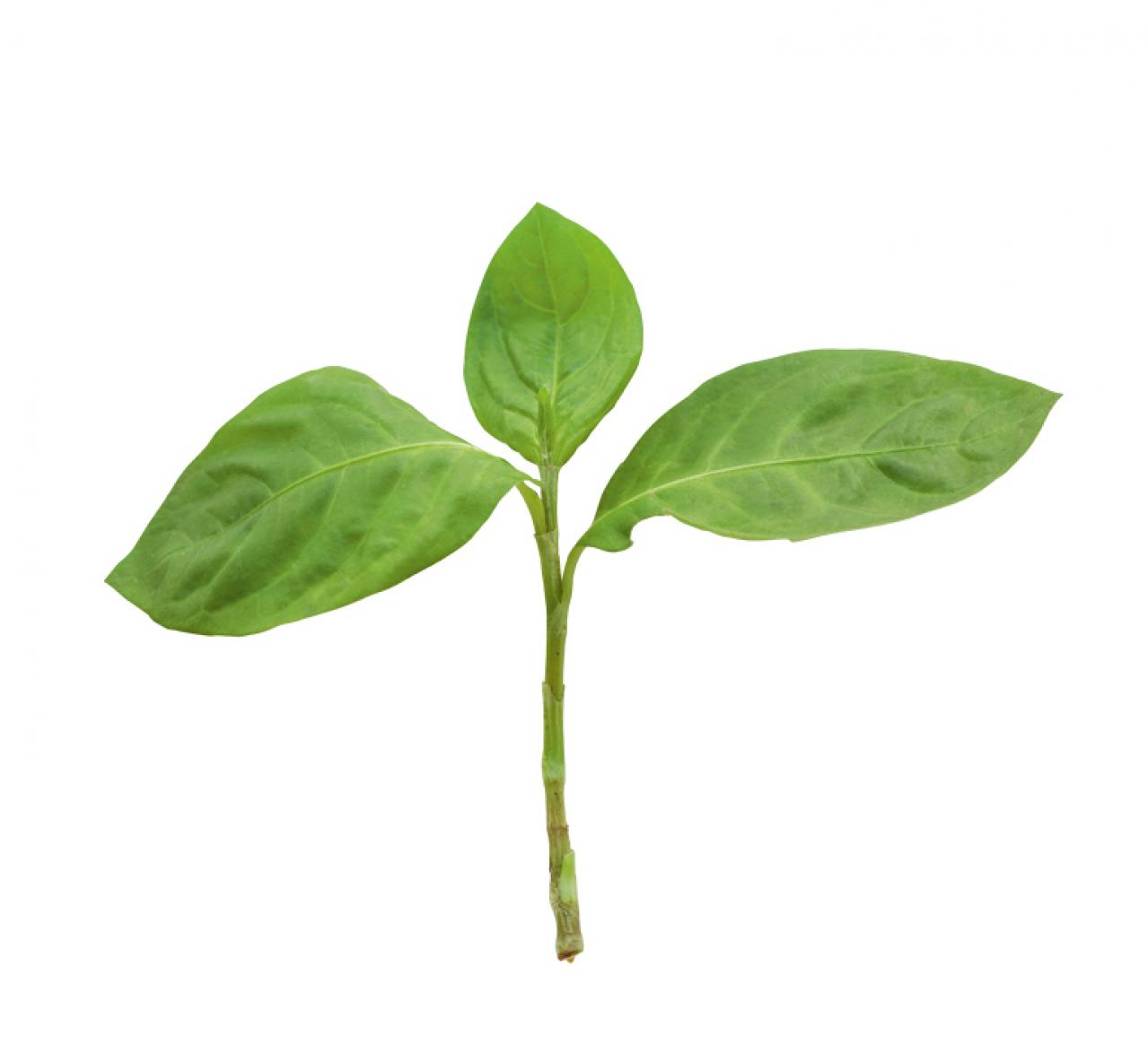 【ガーデニング】育てて楽しいハーブ【アイ】の栽培方法と活用アイデア2選（画像3）