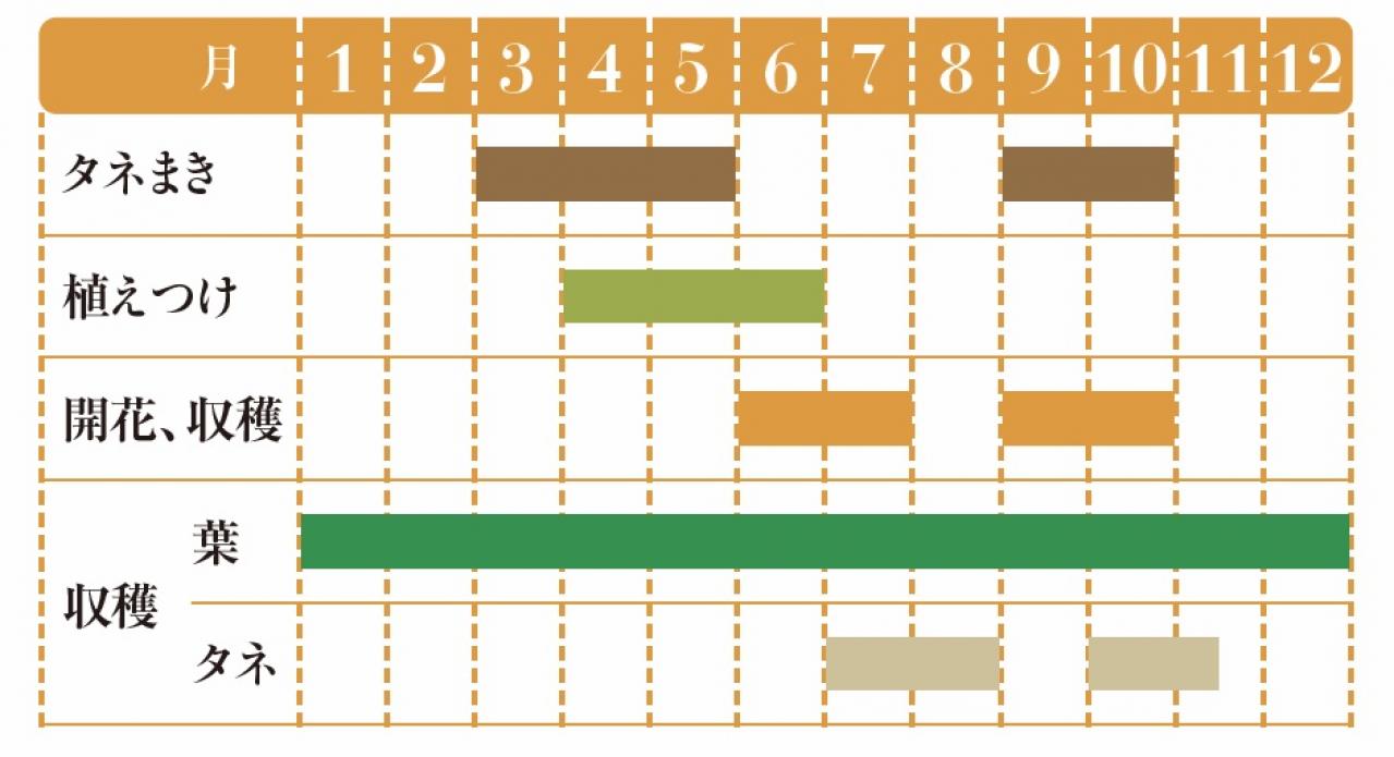 【ガーデニング】育てて楽しいハーブ【ナスタチウム】の栽培方法と活用アイデア2選（画像2）