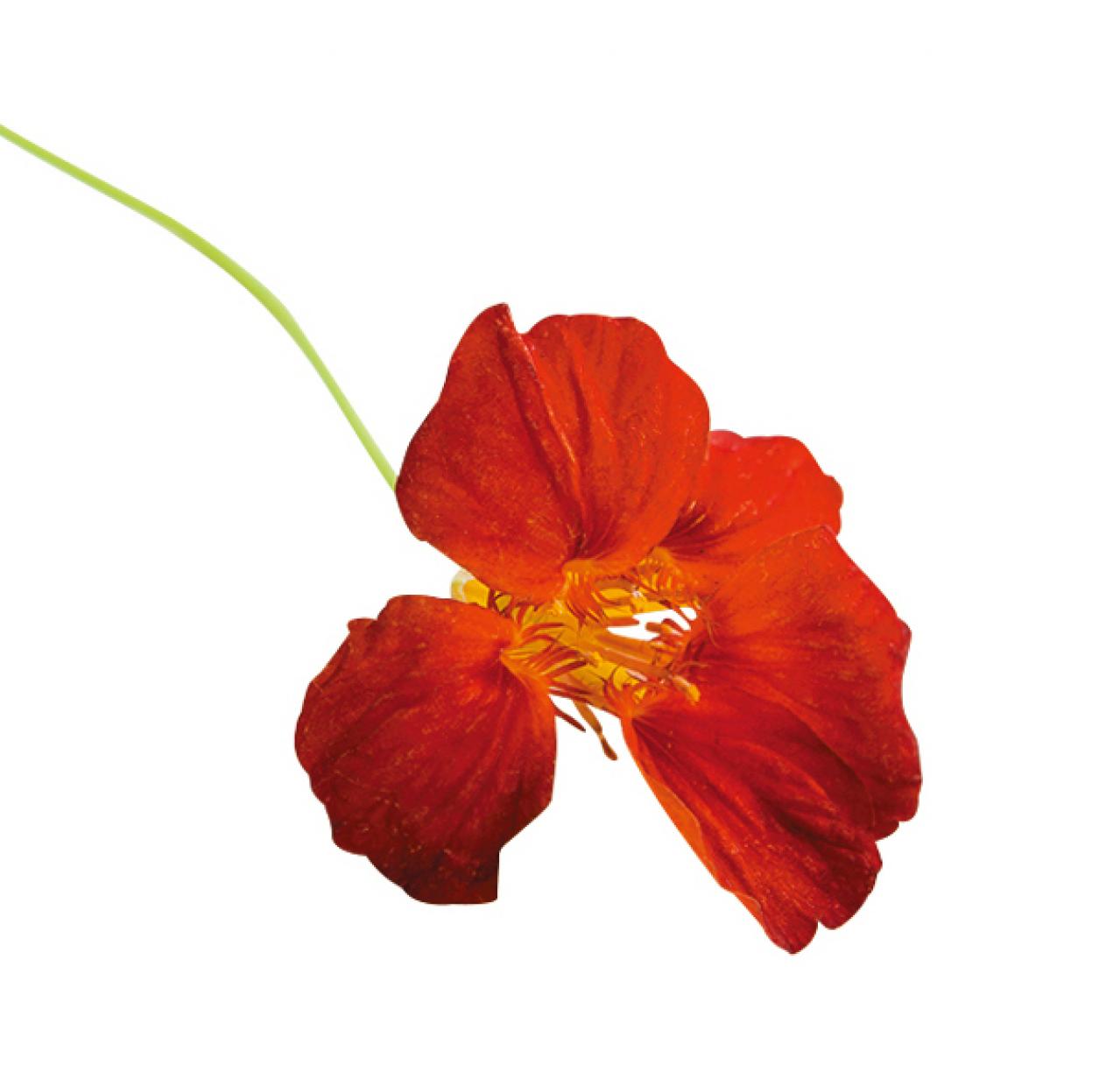 【ガーデニング】育てて楽しいハーブ【ナスタチウム】の栽培方法と活用アイデア2選（画像5）